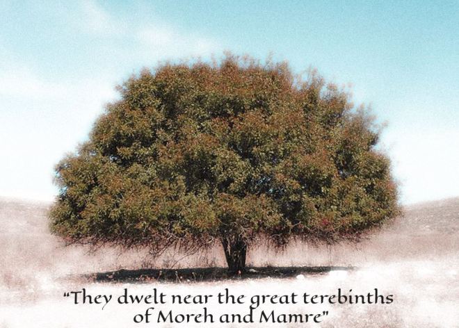 Judah and Tamar Tree Terebinth